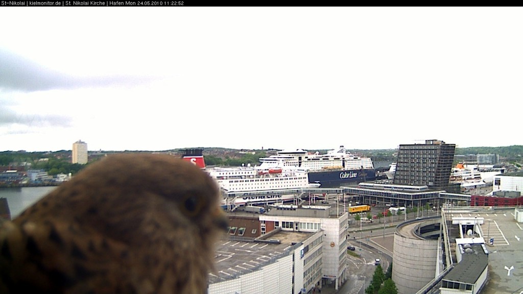 Turmfalke vor der Nikolaicam